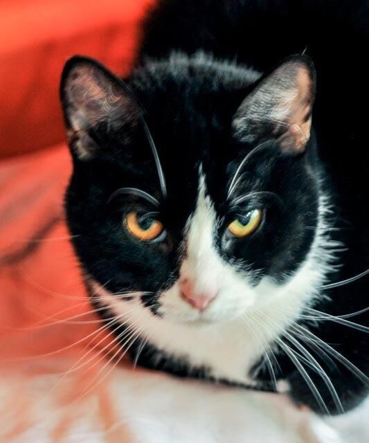 Simon